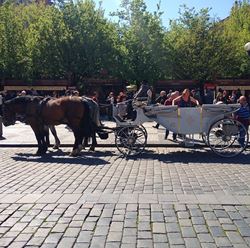 Picture of Horse & Carriage