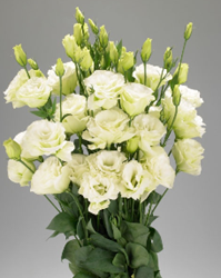 Picture of Flower package - Simply Flower