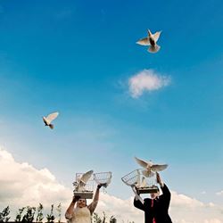 Picture of Wedding doves