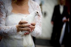 Picture of Wedding doves