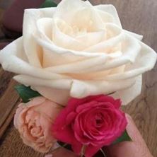 Picture of Buttonhole - Roses